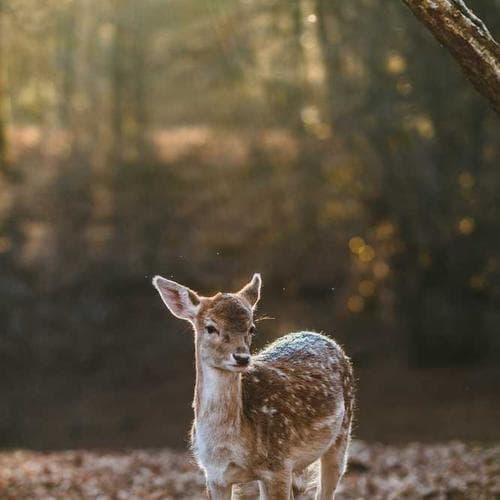 Nutritive Oil 100ml 1