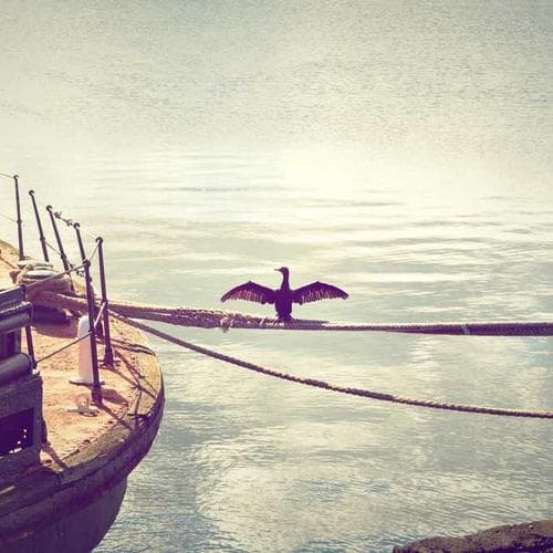 Silver Shampoo 500ml 1