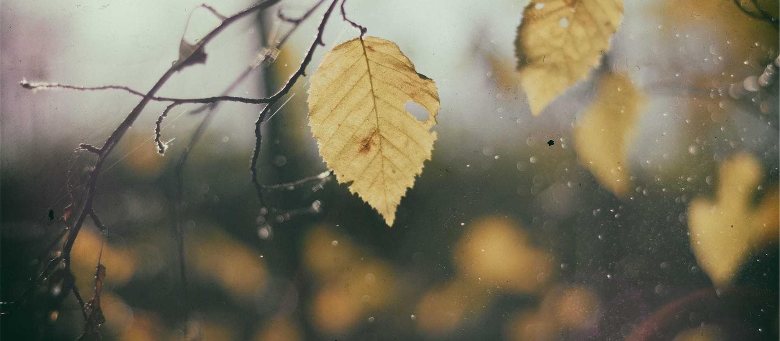 Balayage Premium Gloss 1