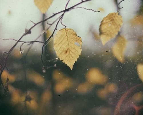 Balayage Premium Gloss 1