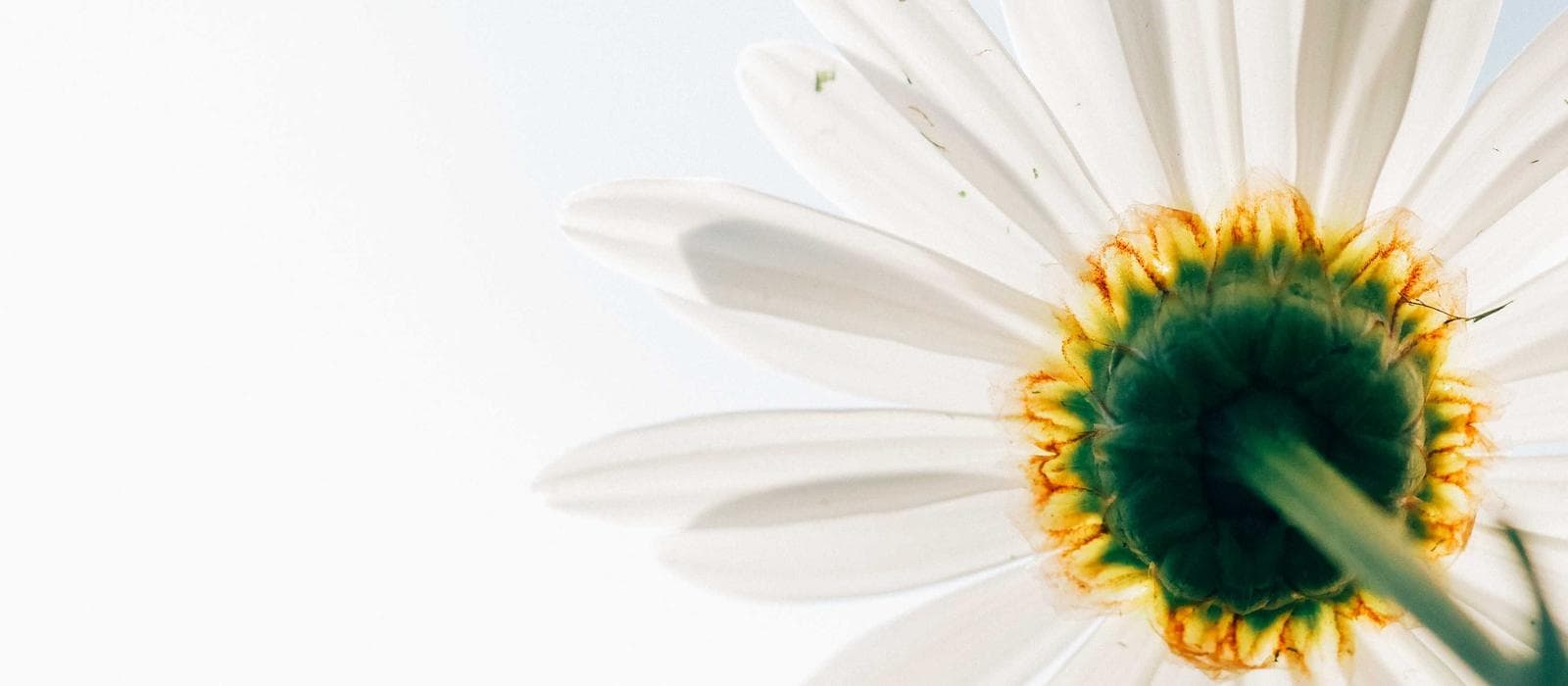 Diagnóstico Capilar Digital 1