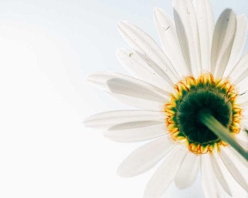 Diagnóstico Capilar Digital 1