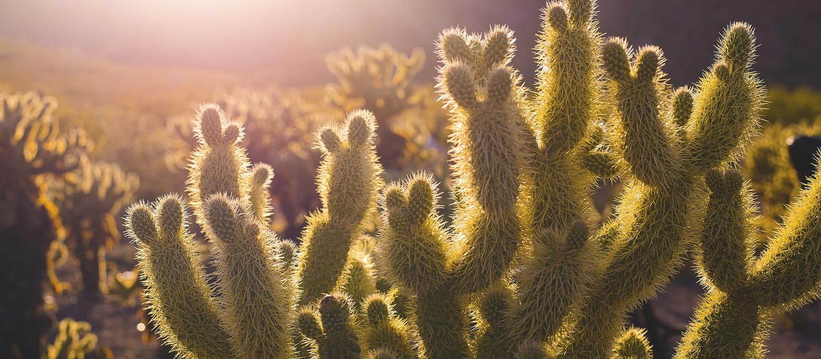 FADE VIP Signature 1