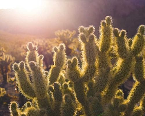 FADE VIP Signature 1