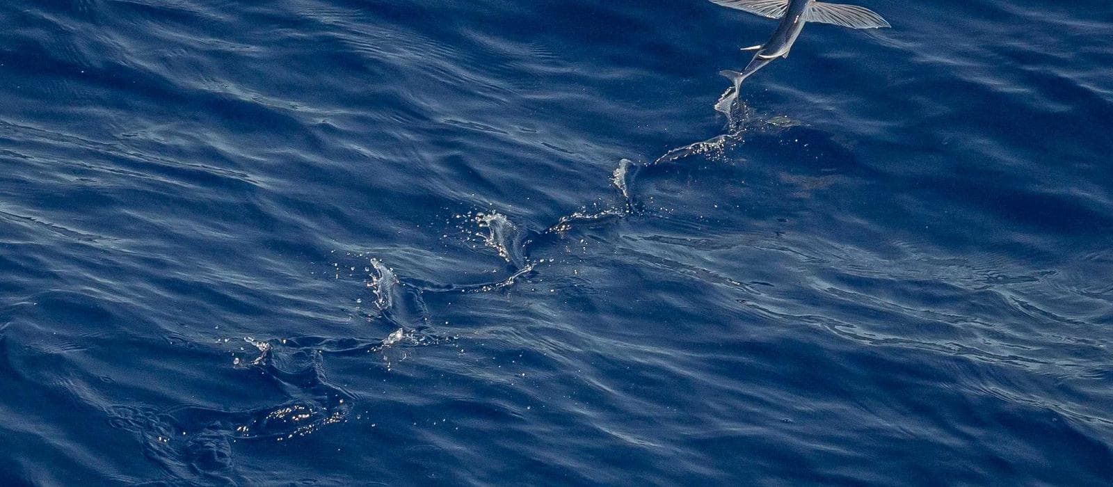 Manicure Semipermanente 1