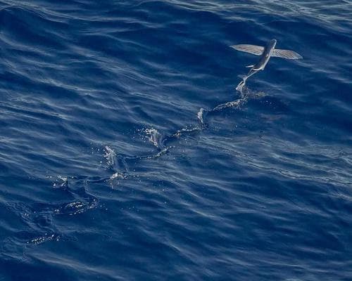 Manicure Semipermanente 1